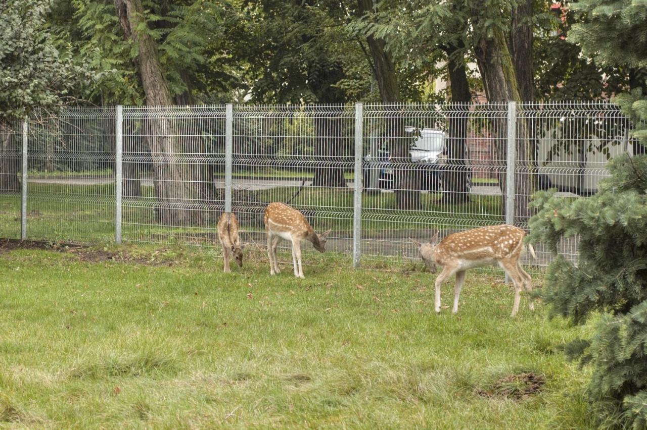 Hotel I Restauracja Borowianka Ostrów Wielkopolski Esterno foto
